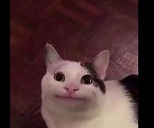 Image result for Cat Smiling Meme Silly