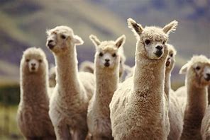 Image result for Alpaca