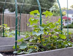 Image result for Cucumber Plant