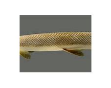 Image result for Arkansas Gar