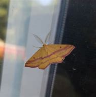 Image result for Moth with Feathery Antennae