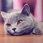 Image result for Drip Small Cat