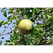 Image result for Aegle Marmelos Fruit