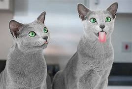 Image result for Russian Blue Cat Green Eyes