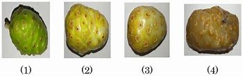 Image result for Gambar Buah GETAH