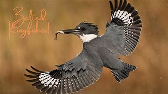 Image result for King Fisher Cape