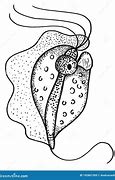 Image result for Protozoan