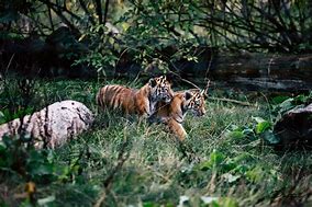 Image result for Animals in Whipsnade Zoo