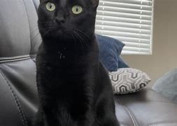 Image result for Black Cat Small On Couch