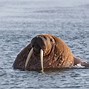 Image result for Walrus Rhyme