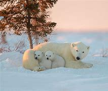 Image result for Royalty Free Polar Bears Protecting Cubs