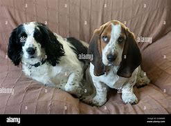 Image result for Basset Hound with English Cocker Spaniels