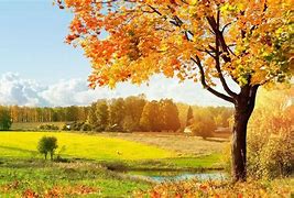 Image result for Tree Design Wallpaper