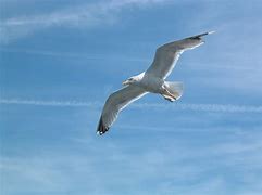 Image result for Seagull Flying