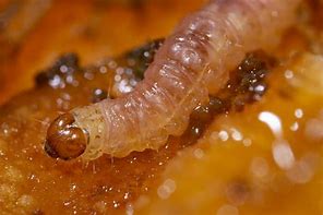 Image result for Blueberry Pests