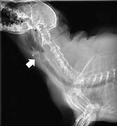 Image result for Cat Thyroid Tumor