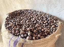 Image result for Shea Tree Women