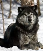 Image result for Fall Wolves