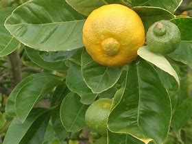 Image result for Citrus Limetta