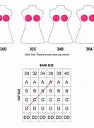 Image result for 36Bb Bra Size