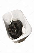 Image result for Trash Cat