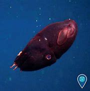 Image result for Vampire Squid