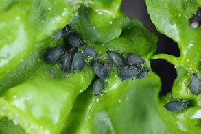 Image result for Black Bean Hydroponics