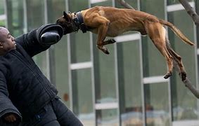 Image result for K9 Police Dogs