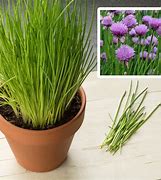 Image result for Chives in Herb Garden