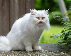 Image result for White Persian Kitten