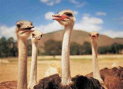 Image result for Ostriches Running