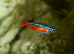 Image result for Neon Aquarium Fish