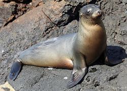 Image result for Pinniped