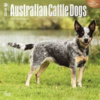 Image result for Cattle Dog Calendar