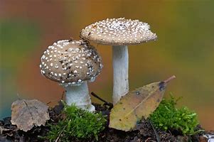 Image result for Fungi Photographer