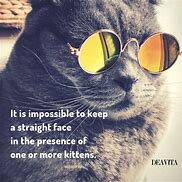 Image result for Cool Cat Quotes