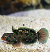 Image result for Spotted Mandarin Fish