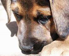 Image result for Sad German Shepherd