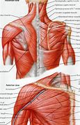 Image result for Shoulder Muscle Groups