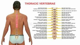 Image result for Thoracic Spinal Nerves Chart