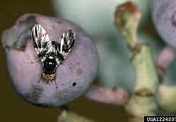 Image result for Blueberry Maggot