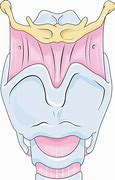 Image result for Larynx Real Image