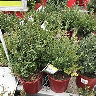 Image result for Calgary Boxwood Buxus