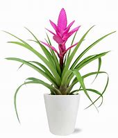 Image result for Tropical Plant with Pink Flowers