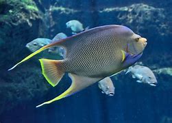 Image result for Big Tropical Fish