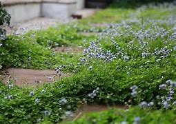 Image result for Australian Violet Ground Cover