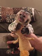 Image result for Cutting Monkey Hair Meme