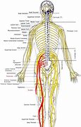 Image result for L5 Nerve Function