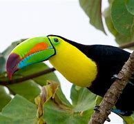 Image result for Toco Toucan