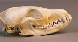 Image result for Animal Skull Red Fox